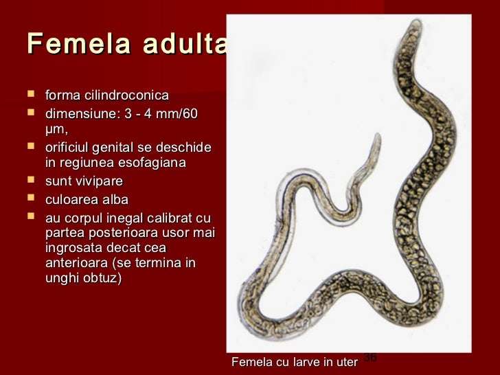 Helmintologie
