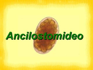 Ancilostomideo 