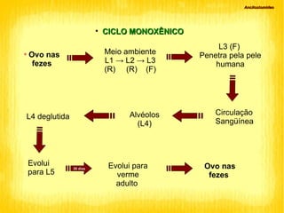 Ancilostomideo Ovo nas fezes CICLO MONOXÊNICO Meio ambiente L1 -> L2 -> L3 (R)  (R)  (F)  L3 (F)  Penetra pela pele humana Circulação Sangüínea Alvéolos (L4)‏ L4 deglutida Evolui  para L5 30 dias Evolui para verme adulto  Ovo nas fezes 