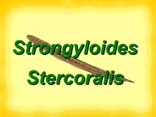 Strongyloides Stercoralis 