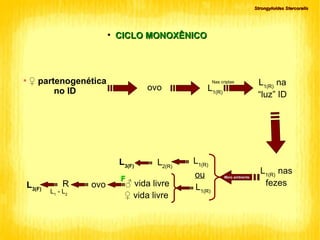 Strongyloides Stercoralis CICLO MONOXÊNICO ♀  partenogenética no ID ovo L 1(R)‏ Nas criptas L 1(R)  na “luz” ID L 1(R)  nas fezes Meio ambiente L 1(R)‏ L 2(R)‏ L 3(F)‏ ou L 1(R)‏ ♂  vida livre ♀   vida livre F ovo R L 1  - L 2 L 3(F)‏ 