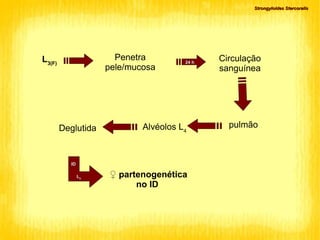 L 3(F)‏ Circulação sanguínea 24 h Penetra pele/mucosa pulmão Alvéolos L 4 Deglutida ID L 4 ♀  partenogenética no ID Strongyloides Stercoralis 