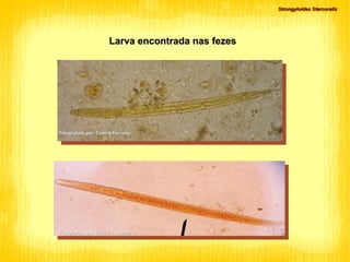 Strongyloides Stercoralis Fotografado por  Tamiris Ferrarezi Fotografado por Silvana T. Coradi Larva encontrada nas fezes 