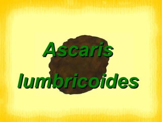 Ascaris lumbricoides 