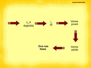 Ascaris lumbricoides L 5  é deglutida L 5   ID Verme  jovem Verme  adulto Ovo nas fezes 