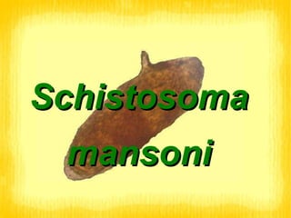 Schistosoma mansoni 