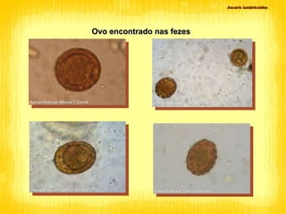 Ascaris lumbricoides Fotografado por Silvana T. Coradi Fotografado por Tamiris Ferrarezi Fotografado por Tamiris Ferrarezi Fotografado por Tamiris Ferrarezi Ovo encontrado nas fezes 