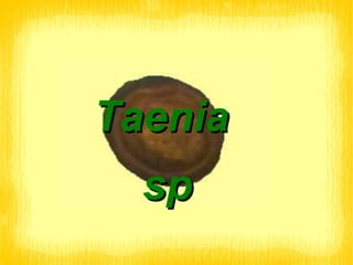 Taenia  sp 