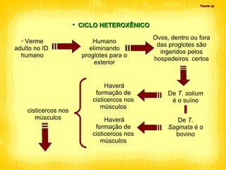 CICLO HETEROXÊNICO Verme adulto no ID  humano Humano eliminando proglotes para o exterior Ovos, dentro ou fora das proglotes são ingeridos pelos hospedeiros  certos Haverá formação de cisticercos nos músculos De  T. Saginata  é o bovino De  T. solium  é o suíno Haverá formação de cisticercos nos músculos cisticercos nos músculos Taenia  sp 