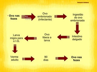 Trichuris trichiura Ovo nas  fezes Ovo embrionado  (infectante)‏ Meio ambiente 15-30 dias Ingestão do ovo embrionado  Intestino delgado Ovo libera a larva Larva migra para o I.G. Verme  adulto 90 dias Ovo nas  fezes 