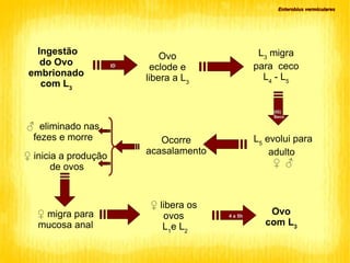 Enterobius vermiculares Ingestão do Ovo embrionado com L 3 Ovo eclode e libera a  L 3 ID L 3  migra para  ceco  L 4  - L 5 (IG)‏ Seco L 5  evolui para adulto  ♀  ♂ Ocorre acasalamento ♂  eliminado nas fezes e morre ♀  inicia a produção  de ovos ♀  migra para mucosa anal Ovo com  L 3 4 a 5h ♀  libera os ovos L 1 e   L 2 