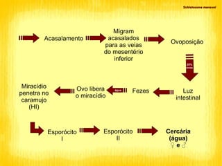Migram acasalados para as veias do mesentério inferior Ovoposição Luz intestinal Acasalamento 20% ovos Fezes água Ovo libera o miracídio Miracídio penetra no caramujo (HI)‏ Esporócito I Esporócito II Cercária (água)‏ ♀  e ♂ Schistosoma mansoni 
