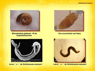 Fotografado por Silvana T. Coradi Schistosoma mansoni Ovo encontrado nas fezes Larva  ♀ e ♂   de  Schistosoma mansoni Fotografado por  Tamiris Ferrarezi Biomphalaria glabrata -  HI de esquistossomose Fotografado por  Tamiris Ferrarezi Fonte:  http://www.portalsaofrancisco.com.br/alfa/esquistossomose/imagens/esquistossomose-39.jpg Larva  ♀ e ♂   de  Schistosoma mansoni 