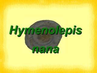 Hymenolepis nana 