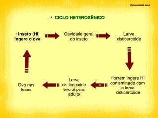 CICLO HETEROXÊNICO Hymenolepis nana Inseto (HI) ingere o ovo Cavidade geral do inseto Larva cisticercóide Larva cisticercóide evolui para adulto Homem ingere HI  contaminado com  a larva cisticercóide Ovo nas fezes ID 