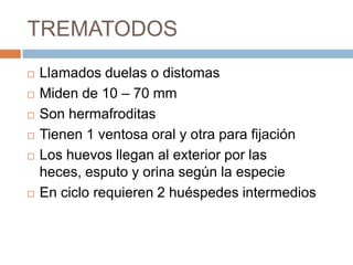 TREMATODOS
 Llamados duelas o distomas
 Miden de 10 – 70 mm
 Son hermafroditas
 Tienen 1 ventosa oral y otra para fijación
 Los huevos llegan al exterior por las
heces, esputo y orina según la especie
 En ciclo requieren 2 huéspedes intermedios
 