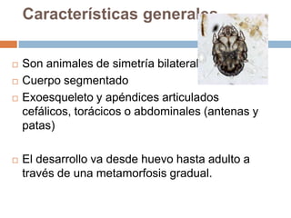  Son animales de simetría bilateral
 Cuerpo segmentado
 Exoesqueleto y apéndices articulados
cefálicos, torácicos o abdominales (antenas y
patas)
 El desarrollo va desde huevo hasta adulto a
través de una metamorfosis gradual.
Características generales
 