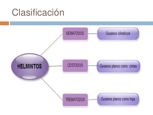 La hierba de las lombrices 28
