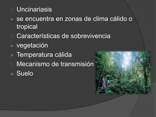 Uncinariasis 
 se encuentra en zonas de clima cálido o 
tropical 
Características de sobrevivencia 
 vegetación 
 Temperatura cálida 
Mecanismo de transmisión 
 Suelo 
 
