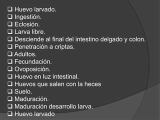  Huevo larvado. 
 Ingestión. 
 Eclosión. 
 Larva libre. 
 Desciende al final del intestino delgado y colon. 
 Penetración a criptas. 
 Adultos. 
 Fecundación. 
 Ovoposición. 
 Huevo en luz intestinal. 
 Huevos que salen con la heces 
 Suelo. 
 Maduración. 
 Maduración desarrollo larva. 
 Huevo larvado 
 