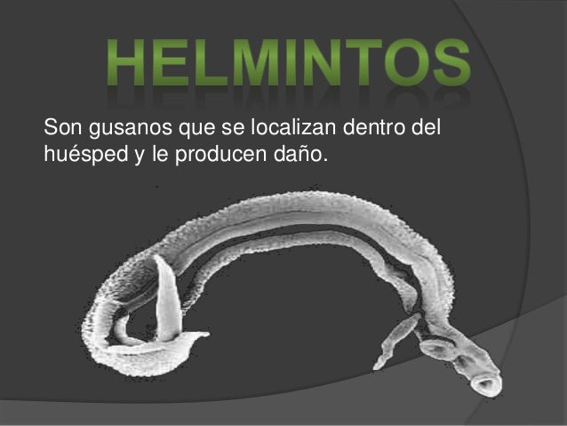 Como se multiplican las lombrices de la foto