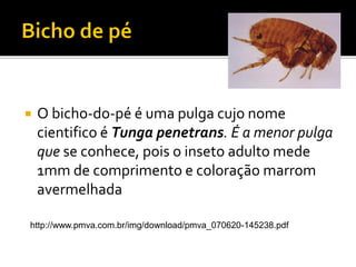  O bicho-do-pé é uma pulga cujo nome
cientifico é Tunga penetrans. É a menor pulga
que se conhece, pois o inseto adulto mede
1mm de comprimento e coloração marrom
avermelhada
http://www.pmva.com.br/img/download/pmva_070620-145238.pdf
 