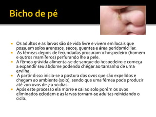  Os adultos e as larvas são de vida livre e vivem em locais que
possuem solos arenosos, secos, quentes e área peridomiciliar.
 As fêmeas depois de fecundadas procuram o hospedeiro (homem
e outros mamíferos) perfurando lhe a pele.
 A fêmea grávida alimenta-se de sangue do hospedeiro e começa
a expandir seu abdome podendo chegar ao tamanho de uma
ervilha.
 A partir disso inicia-se a postura dos ovos que são expelidos e
chegam ao ambiente (solo), sendo que uma fêmea pode produzir
até 200 ovos de 7 a 10 dias.
 Após este processo ela morre e cai ao solo porém os ovos
eliminados eclodem e as larvas tornam-se adultas reiniciando o
ciclo.
 