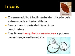  O verme adulto é facilmente identificado pela
extremidade anterior afilada.
 Seu tamanho varia de três a cinco
centímetros.
 Eles ficam mergulhados na mucosa e podem
causar reação inflamatória.
 