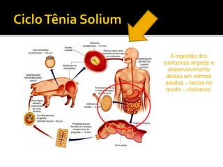 A ingestão dos
cisticercos impede o
desenvolvimento
destas em vermes
adultos – larvas no
tecido – cisticerco.
 