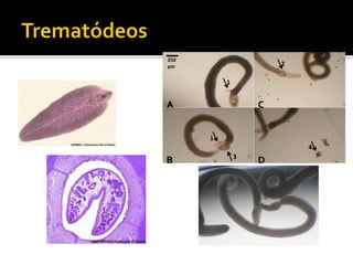 1
2
A
B
C
D
4
1
3
250
µm
 