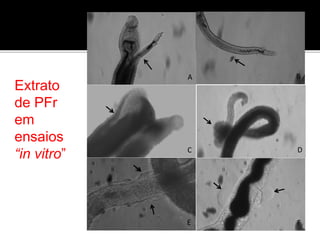A B
C D
E F
Extrato
de PFr
em
ensaios
“in vitro”
 