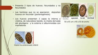 • Presenta 2 tipos de huevos: fecundados y no
fecundados
• Las hembras que no se aparearon depositan
huevos sin fecundar (partenogénesis)
• Los huevos presentan 3 capas la interna o
vitelina, de naturaleza lipoide, la media derivada
del glucógeno y la externa o albuminoidea con
mamelones
50 a 65 um x 40 a 50 de ancho
Huevo no embrionado infértil
 