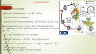 CICLO BIOLÓGICO
• Monoxénico
• Hábitat: intestino delgado
• Macho y hembra copulan en la luz del intestino
• Despues de varios días ovipone
• Los huevos caen a la luz del intestino y son eliminados con las heces
• Los huevos en el exterior necesitan de 15 a 21 días para lavarse
• En condiciones de suelo arcilloso-arenoso, humedad y temperatura
de 25oC
• En la tierra da origen a larva de 1er estadio.
• 5 a 10 días después en el duodeno larva de 2do estadio
• La larva de 2do estadio eclosiona da lugar a larva de 200 a
300um
• Larva en hígado 3er estadio
• Membrana alveolo capilar larva de 4to estadio
 