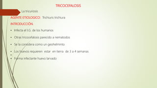 TRICOCEFALOSIS
La tricuriosis
AGENTE ETIOLOGICO: Trichiuris trichiura
INTRODUCCIÓN.
• Infecta el I.G. de los humanos
• Otras tricocefalosis parecido a nematodos
• Se la considera como un geohelminto
• Los huevos requieren estar en tierra de 3 a 4 semanas
•
• Forma infectante huevo larvado
 