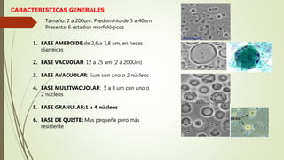 CARACTERISTICAS GENERALES
Tamaño: 2 a 200um. Predominio de 5 a 40um
Presenta: 6 estadios morfológicos
1. FASE AMEBOIDE de 2,6 a 7,8 um, en heces
diarreicas
2. FASE VACUOLAR: 15 a 25 um (2 a 200Um)
3. FASE AVACUOLAR: 5um con uno o 2 núcleos
4. FASE MULTIVACUOLAR: 5 a 8 um con uno o
2 núcleos
5. FASE GRANULAR:1 a 4 núcleos
6. FASE DE QUISTE: Mas pequeña pero más
resistente
 