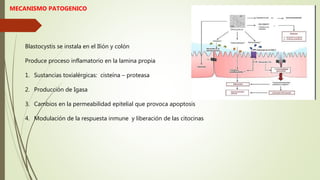 MECANISMO PATOGENICO
Blastocystis se instala en el Ilión y colón
Produce proceso inflamatorio en la lamina propia
1. Sustancias toxialérgicas: cisteína – proteasa
2. Producción de Igasa
3. Cambios en la permeabilidad epitelial que provoca apoptosis
4. Modulación de la respuesta inmune y liberación de las citocinas
 