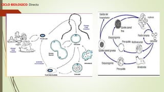 CICLO BIOLOGICO: Directo
 