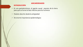 ASCARIDIASIS
• Es una geohelmintiosis, el agente causal requiere de la tierra
para que se forme la fase infectiva para los humanos
• Parásito descrito desde la antigüedad
• De enorme importancia epidemiológica
INTRODUCCIÓN
 