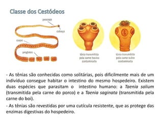 - As tênias são conhecidas como solitárias, pois dificilmente mais de um
indivíduo consegue habitar o intestino do mesmo hospedeiro. Existem
duas espécies que parasitam o intestino humano: a Taenia solium
(transmitida pela carne do porco) e a Taenia saginata (transmitida pela
carne do boi).
- As tênias são revestidas por uma cutícula resistente, que as protege das
enzimas digestivas do hospedeiro.
 