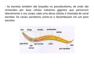 - As excretas também são lançadas no pseudoceloma, de onde são
removidas por duas células tubulares gigantes que percorrem
lateralmente o seu corpo, cada uma dessa células é chamada de canal
excretor. Os canais excretores unem-se e desembocam em um poro
excretor.
 