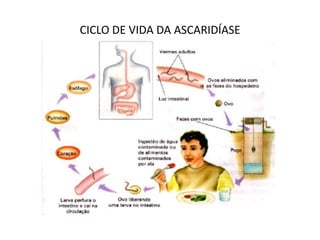 CICLO DE VIDA DA ASCARIDÍASE
 