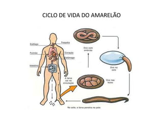 CICLO DE VIDA DO AMARELÃO
 