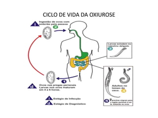 CICLO DE VIDA DA OXIUROSE
 
