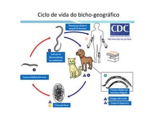 Ciclo de vida do bicho-geográfico
 