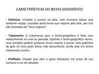 CARACTERÍSTICAS DO BICHO GEOGRÁFICO
- Sintomas: Irritação e coceira na pele, com manchas típicas que
lembram mapas, causadas pelas larvas que migram pela pele, por isso
são chamadas de “larva migrans”.
- Tratamento: O tratamento para o bicho-geográfico é feito com
medicamento via oral ou pomada. Quando o bicho-geográfico morre,
seus vestígios podem provocar muita coceira e passar uma pedrinha
de gelo no local pode aliviar este desconforto, sendo este um ótimo
tratamento caseiro.
- Profilaxia: Impedir que cães e gatos defequem em áreas de uso
humano e uso de calçados.
 
