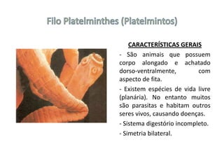 CARACTERÍSTICAS GERAIS
- São animais que possuem
corpo alongado e achatado
dorso-ventralmente, com
aspecto de fita.
- Existem espécies de vida livre
(planária). No entanto muitos
são parasitas e habitam outros
seres vivos, causando doenças.
- Sistema digestório incompleto.
- Simetria bilateral.
 