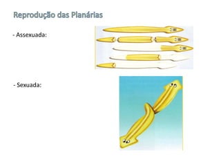 - Assexuada:
- Sexuada:
 