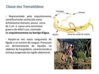 - Representado pelo esquistossomo,
cientificamente conhecido como
Schistosoma mansoni, possui cerca
de 1 cm e causa uma verminose
grave e de difícil cura, chamada
de esquistossomose ou barriga d’água.
- Alojam-se nos vasos sanguíneos do
fígado e se nutrem de sangue. Provocam
um derramamento de líquidos no
abdome do hospedeiro, caracterizando o
inchaço exagerado da região abdominal.
 