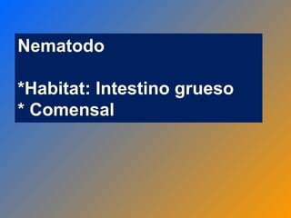 Nematodo
*Habitat: Intestino grueso
* Comensal
 