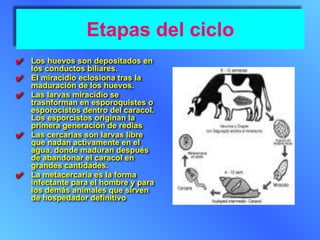 Etapas del ciclo
✔ Los huevos son depositados en
los conductos biliares.
✔ El miracidio eclosiona tras la
maduración de los huevos.
✔ Las larvas miracidio se
trasnforman en esporoquistes o
esporocistos dentro del caracol.
Los esporcistos originan la
primera generación de redias
✔ Las cercarias son larvas libre
que nadan activamente en el
agua, donde maduran después
de abandonar el caracol en
grandes cantidades.
✔ La metacercaria es la forma
infectante para el hombre y para
los demás animales que sirven
de hospedador definitivo
 